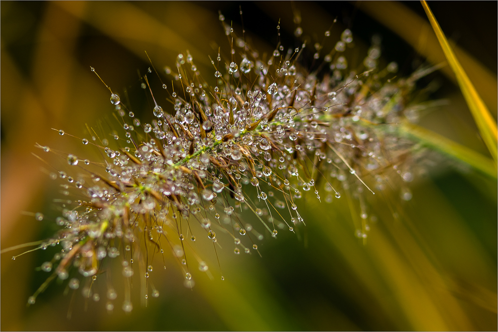 Water drops (I)