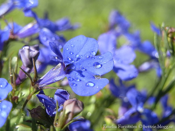 Water drops on blue flowers