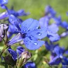 Water drops on blue flowers