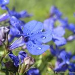 Water drops on blue flowers