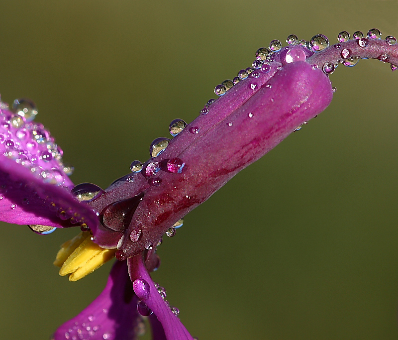 Water drops on colourful flower