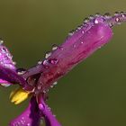 Water drops on colourful flower