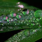 water drops on grass