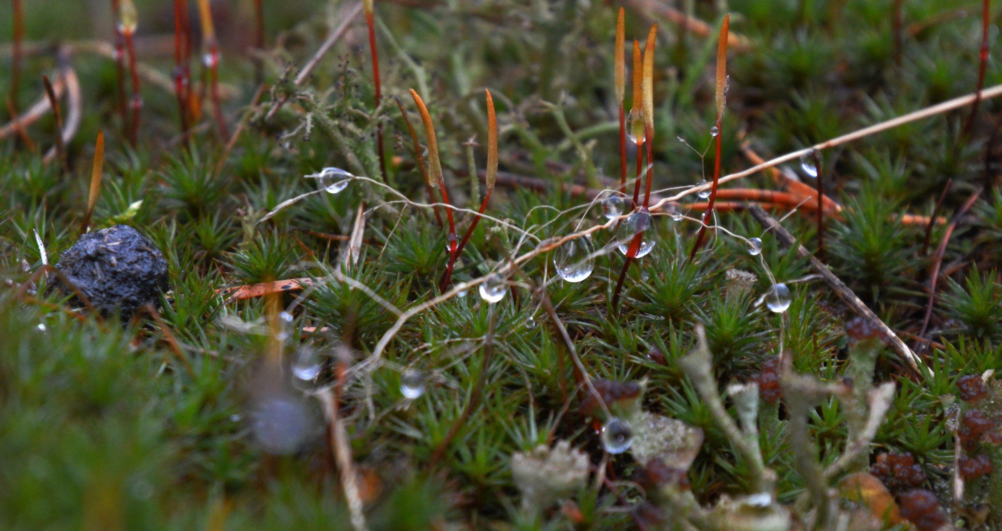 Water drops on Grass