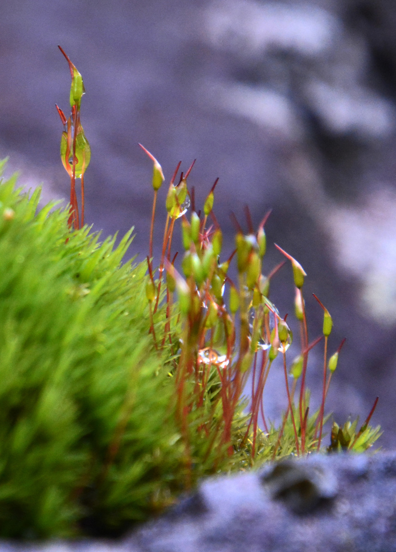 Water drops on mosses