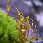 Water drops on mosses