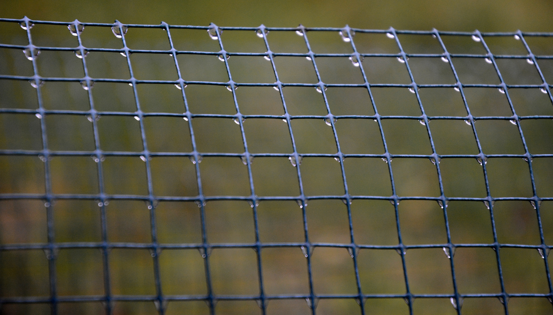 Water drops on the wire-netting fence