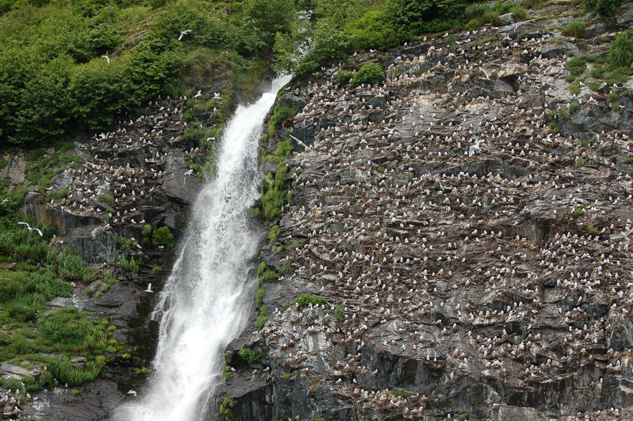 Water Falls at Rookery