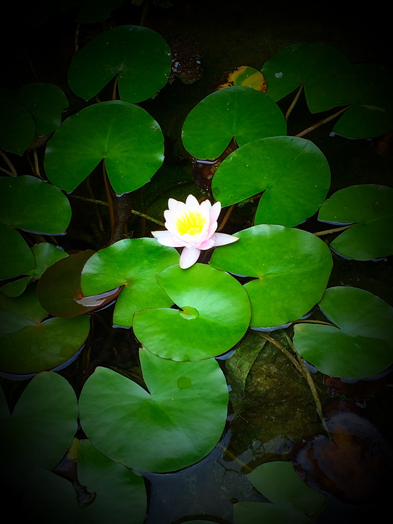 Water Flower