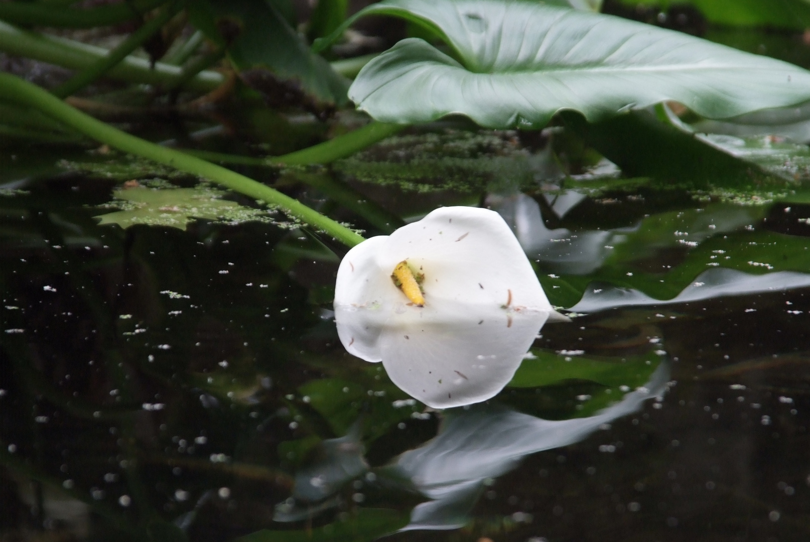 Water flower