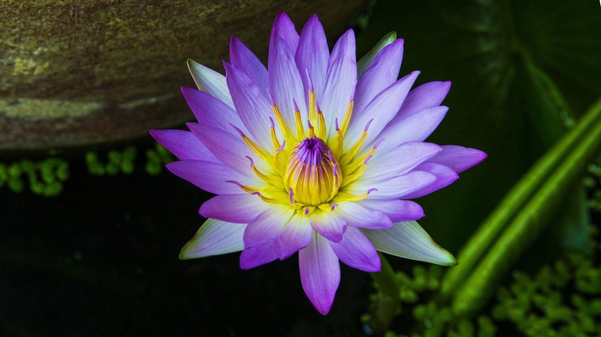 Water flower