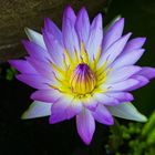 Water flower