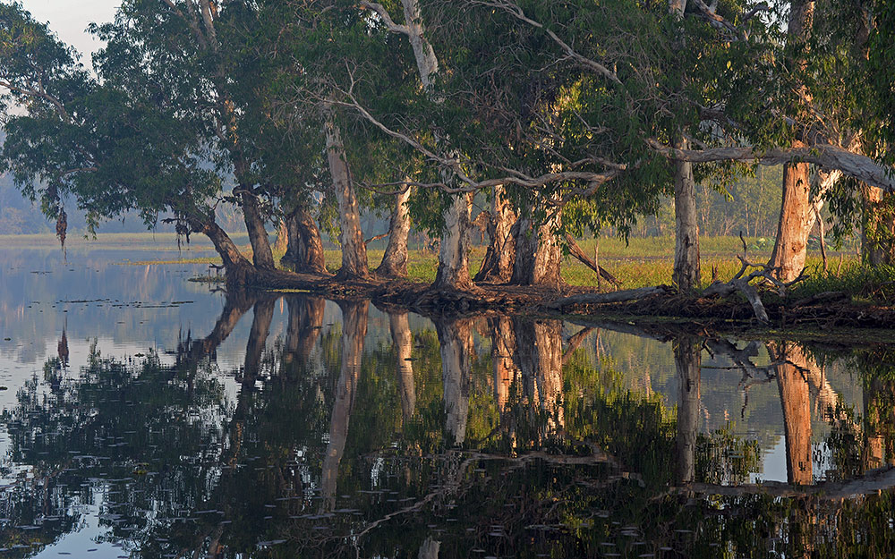 Water Forest