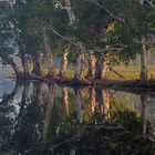 Water Forest