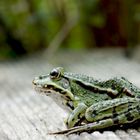 Water Frog