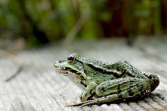 Water Frog