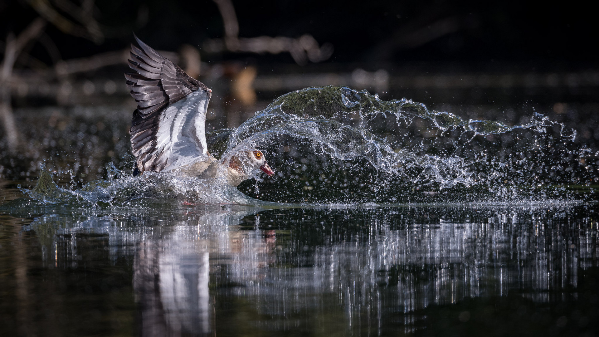 Water Games ...