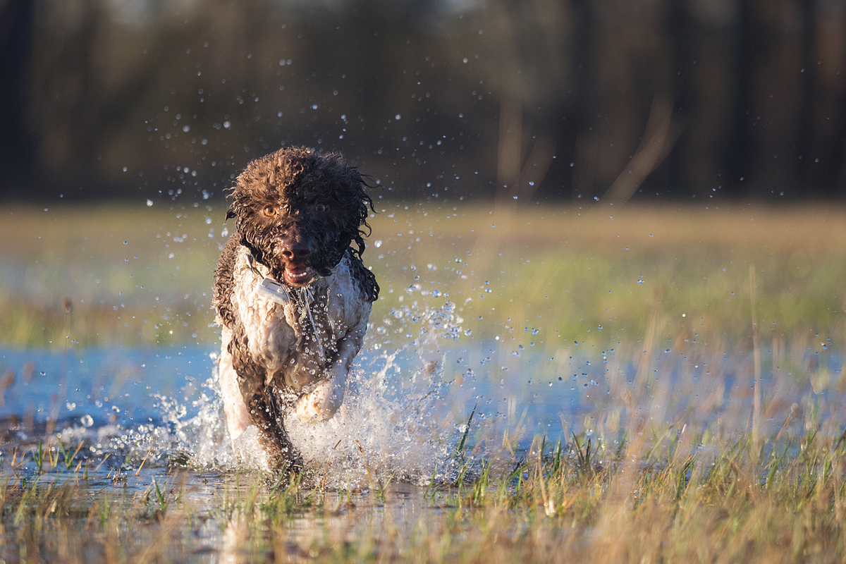 water games