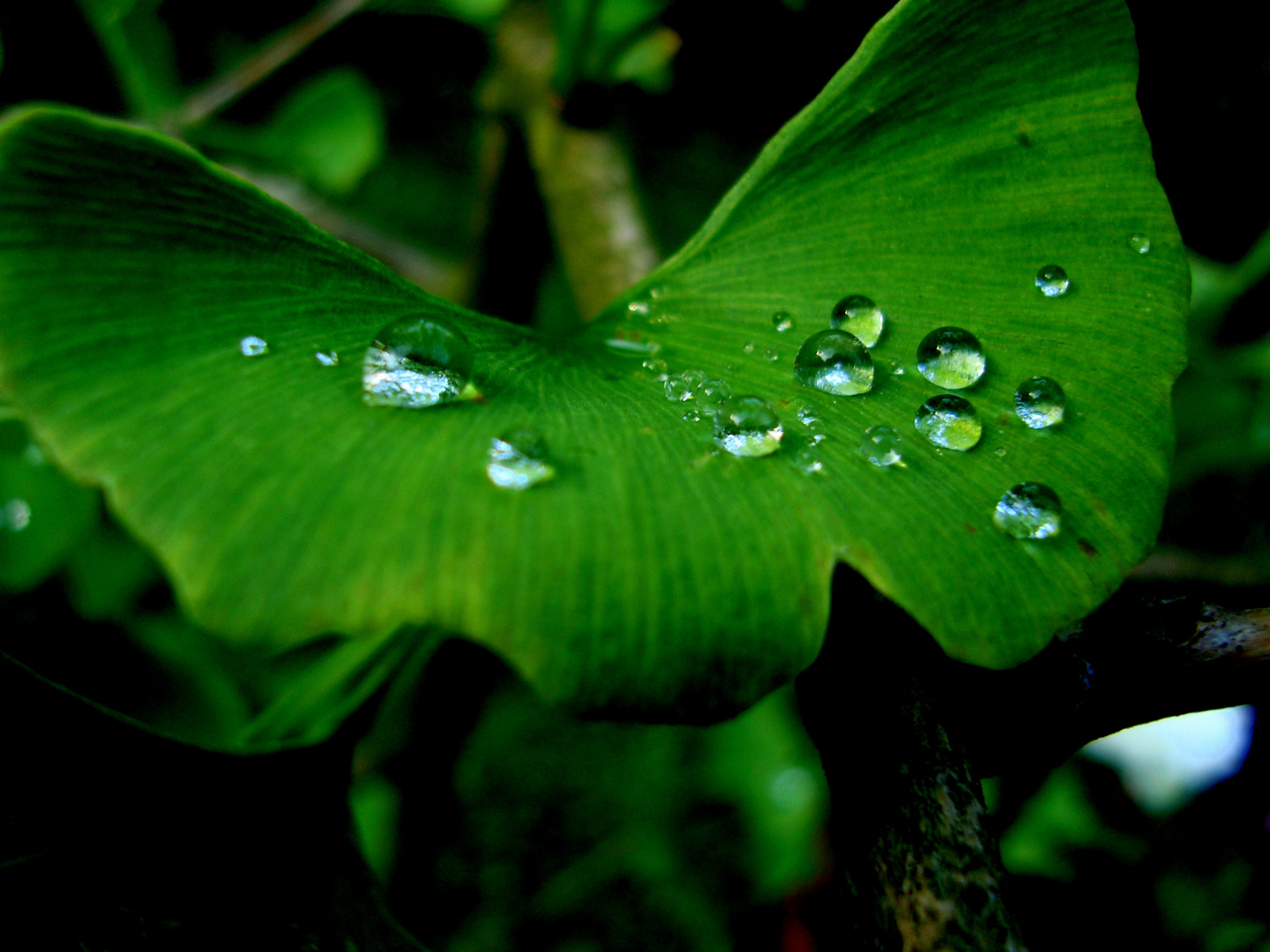 Water ginko