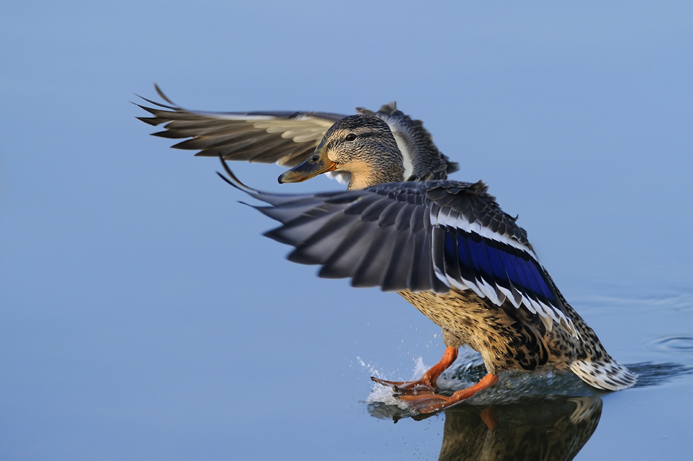 Water gliding