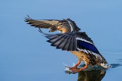 Water gliding