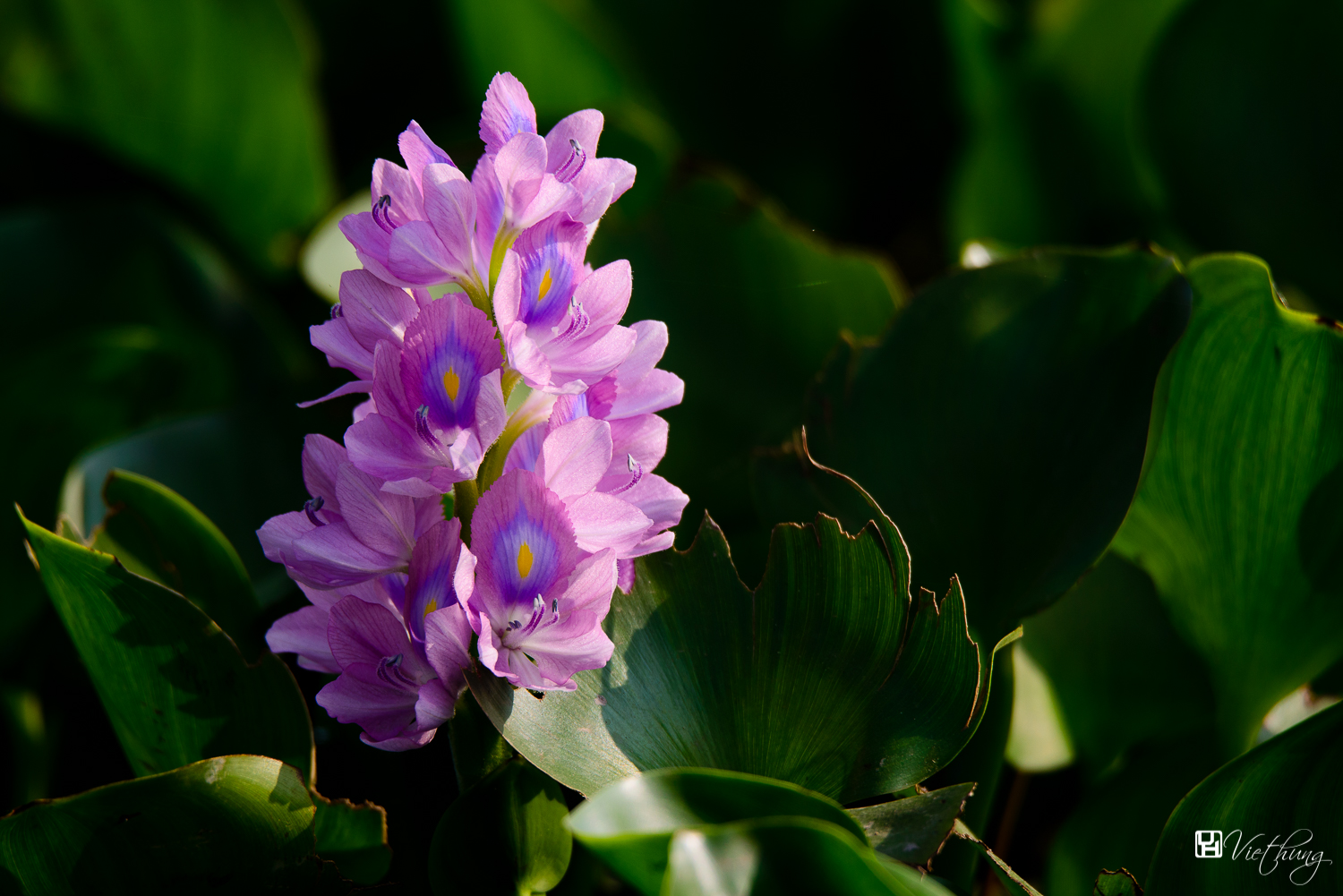 Water hyacinth #1