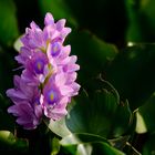 Water hyacinth #1