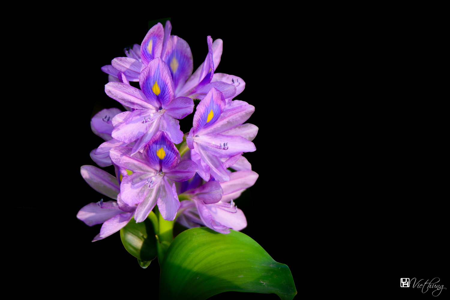 Water hyacinth