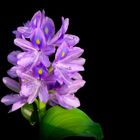 Water hyacinth