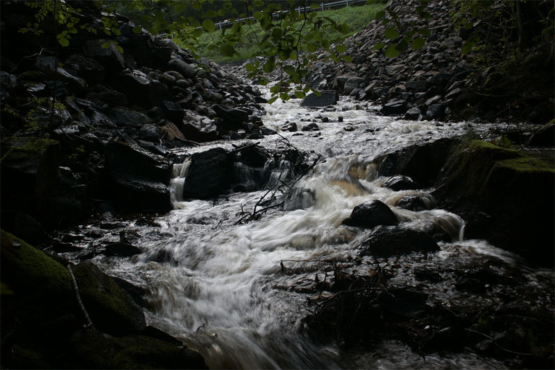 Water in the forest