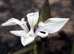 WATER IRIS.