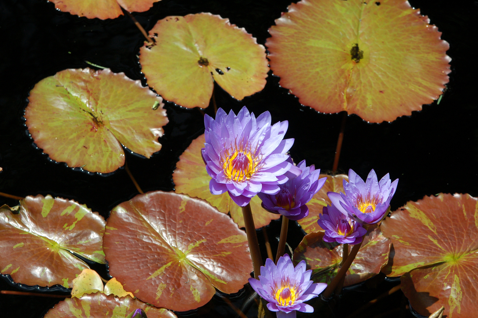 Water Lilies 