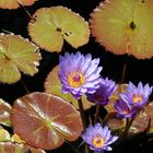 Water Lilies 