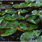 Water Lilies