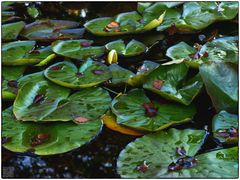 Water Lilies