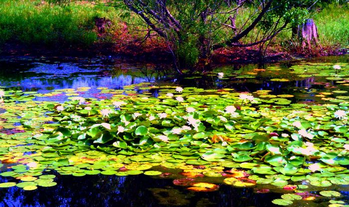 WATER LILIES