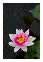 Water Lilies