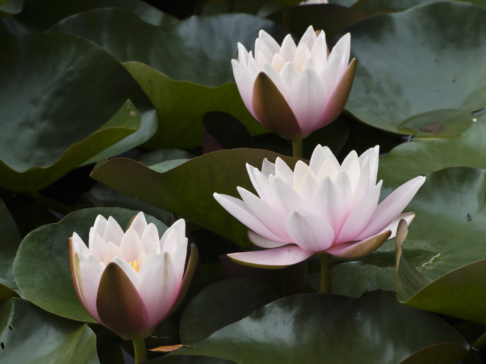 Water lilies