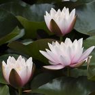 Water lilies