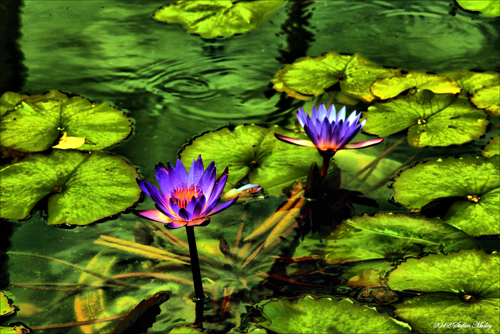 Water Lilies