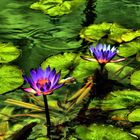 Water Lilies