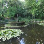 water lilies