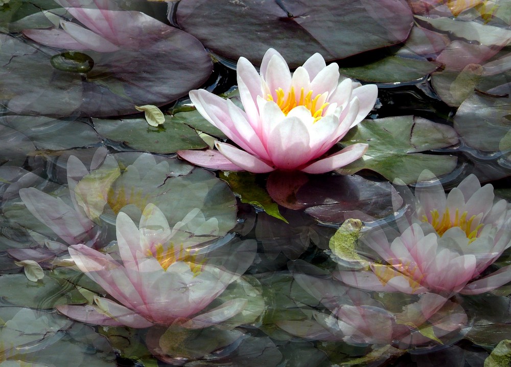 Water Lilies