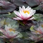 Water Lilies