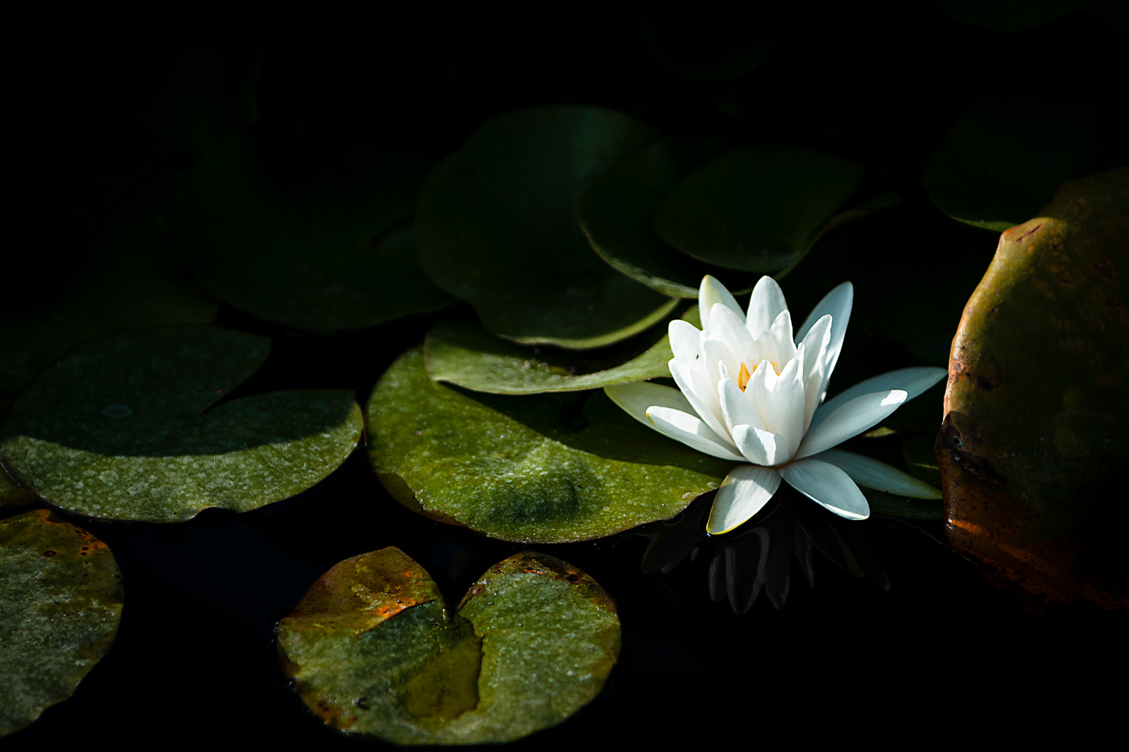 Water Lilies