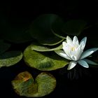 Water Lilies