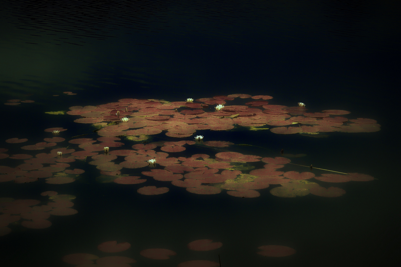 Water Lilies