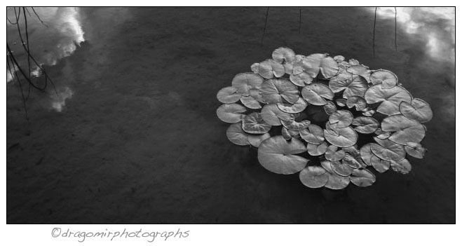 Water Lilies And Sky 