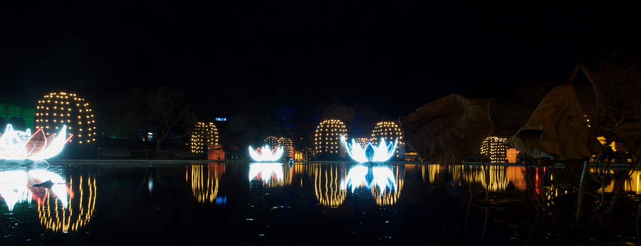 Water Lilies by Night