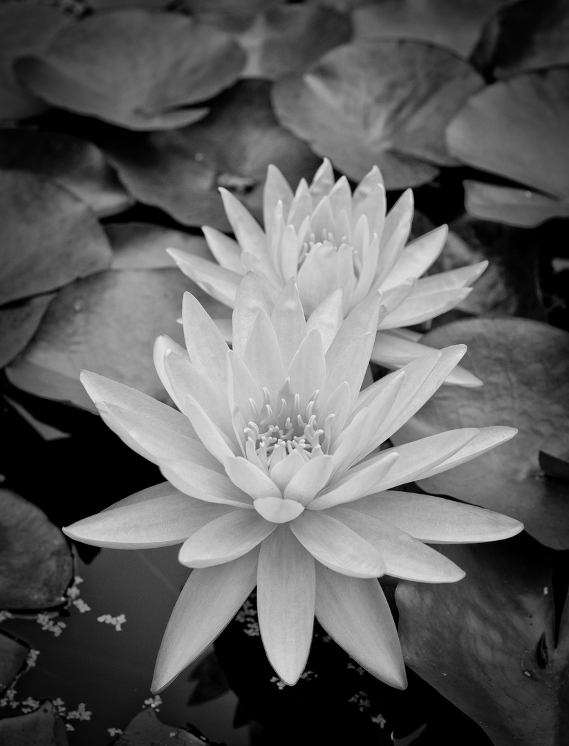 Water Lilies in Black and White